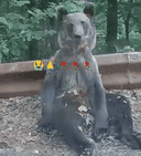 Homeless Bear