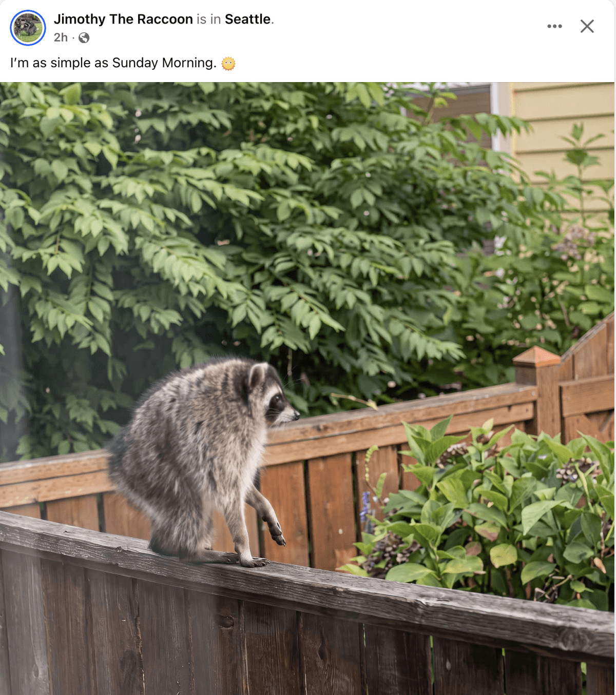 Jimothy the Raccoon