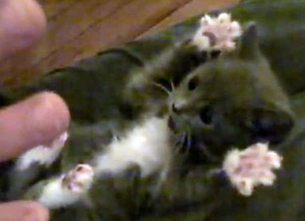 Surprised Kitty