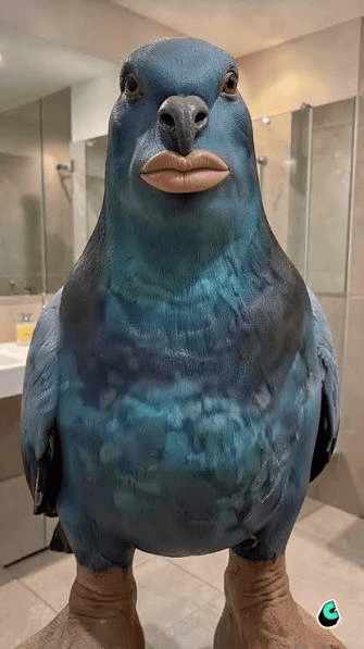 Whispering Pigeon Meme