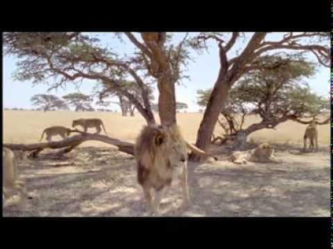 A lion walks toward the camera across a dry landscape beneath broad trees, with other lions behind it.