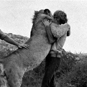 A lion rears up to embrace a person outdoors while another person's arm reaches in from the left.