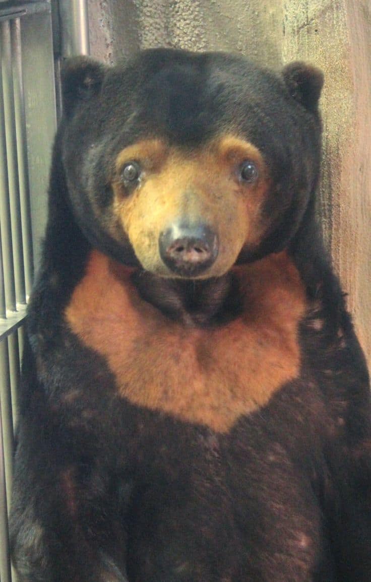 A Confession Bear advice-animal image macro — example 1