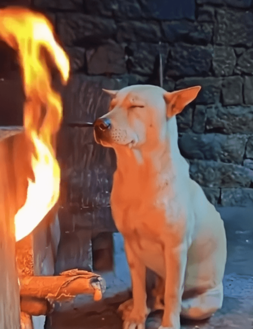White dog sitting with closed eyes beside a bright flame in the He Tryna Ignore It meme