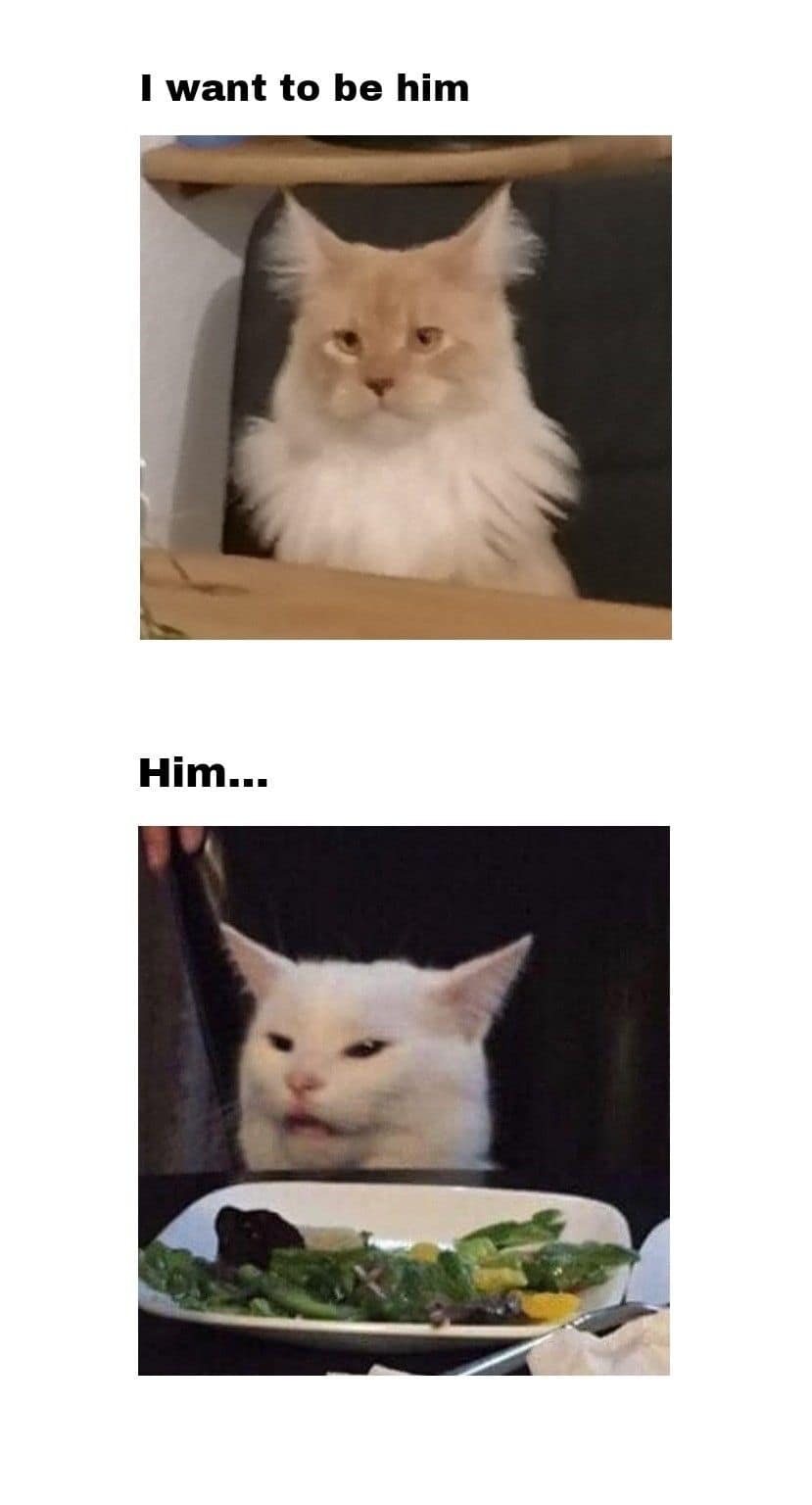Comparison of another fluffy cat with Smudge at the table
