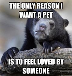 Confession Bear saying the only reason it wants a pet is to feel loved