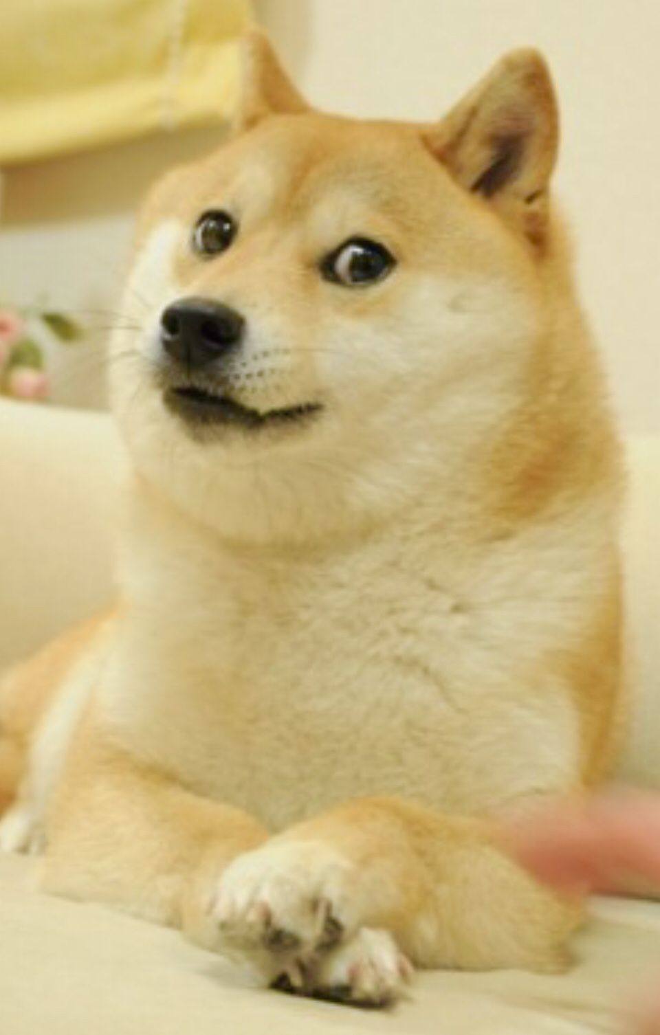 Doge