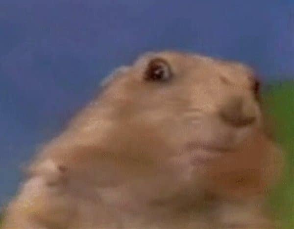 Close-up of the Dramatic Chipmunk: a tan prairie dog with a wide eye faces right against a blue and green background.