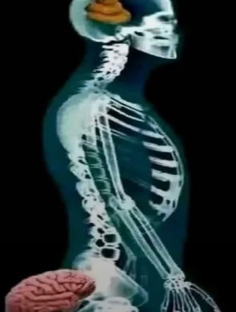 An Expanding Brain meme showing a skeleton and a small brain.