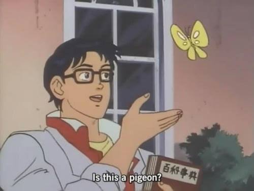 Yutaro Katori asking “Is this a pigeon?” while pointing at a butterfly — example 1