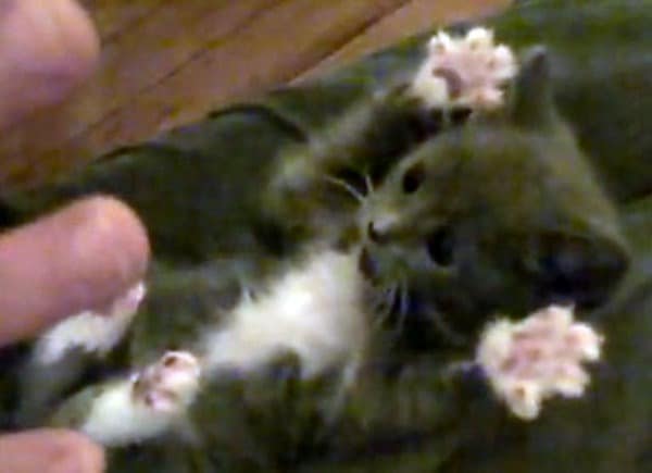 A gray-and-white kitten lies on its back with all four paws raised as fingers reach in from the left, showing the recognizable Surprised Kitty pose.